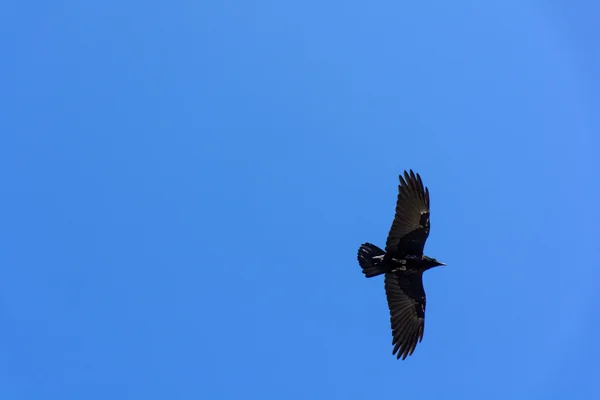 Aus nächster Nähe fliegender Vogel am blauen Himmel — Stockfoto