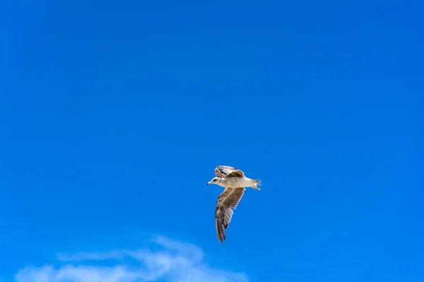 Aus nächster Nähe fliegender Vogel am blauen Himmel — Stockfoto