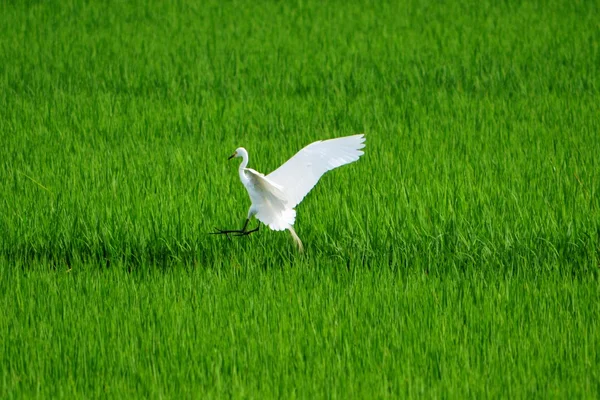 Paddy alanında uçan ak balıkçıl — Stok fotoğraf