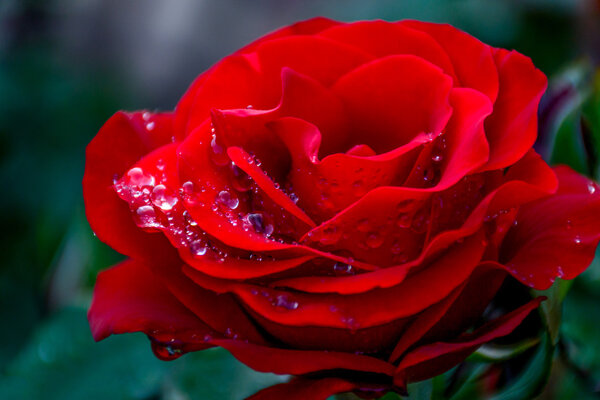 After Rain, Close Up Rose with Rain Drop
