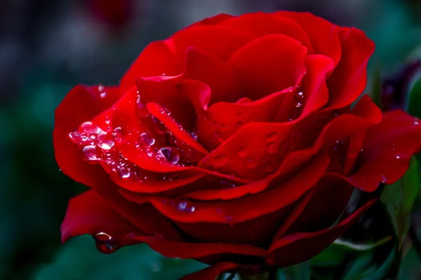 Primer plano Rose con gota de lluvia —  Fotos de Stock