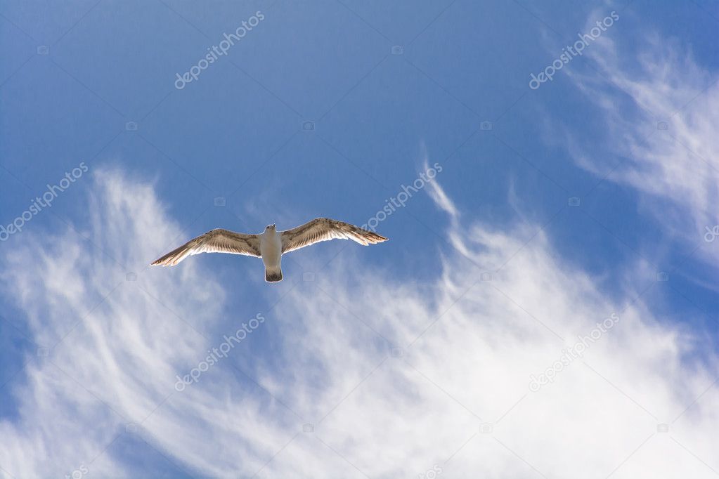 Close Up Flying Bird In The Blue Sky