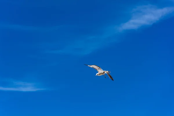 Vogel fliegt in den blauen Himmel — Stockfoto
