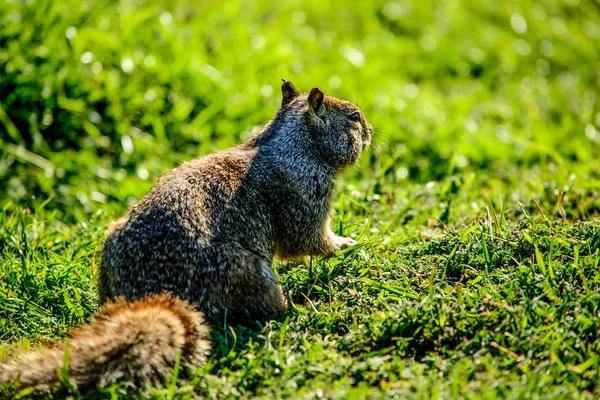 Fermer Écureuil sur herbe — Photo