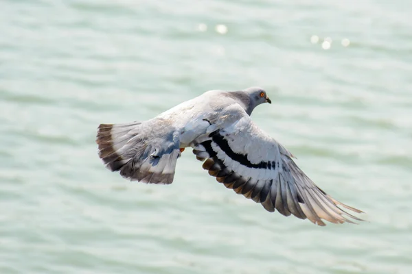 Nahaufnahme Taube fliegt über grünen See — Stockfoto