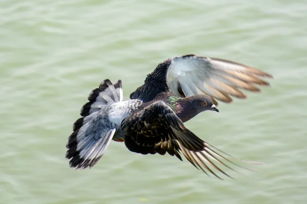 关闭了绿湖上空飞行的鸽子 — 图库照片