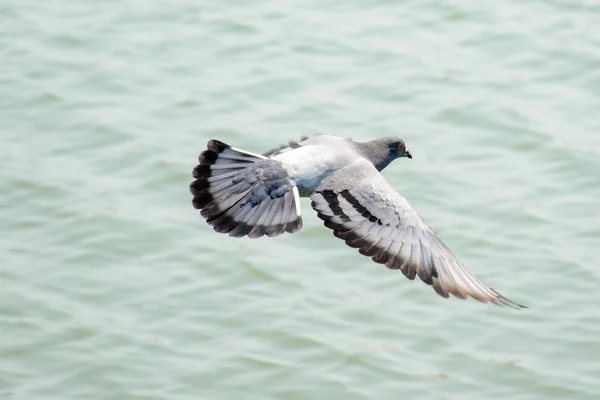 Nahaufnahme Taube fliegt über grünen See — Stockfoto