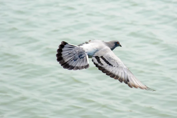 Close Up Dove Flying above Green Lake