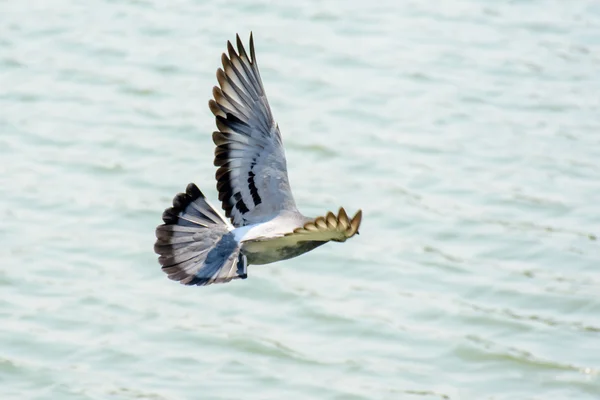 关闭了绿湖上空飞行的鸽子 — 图库照片