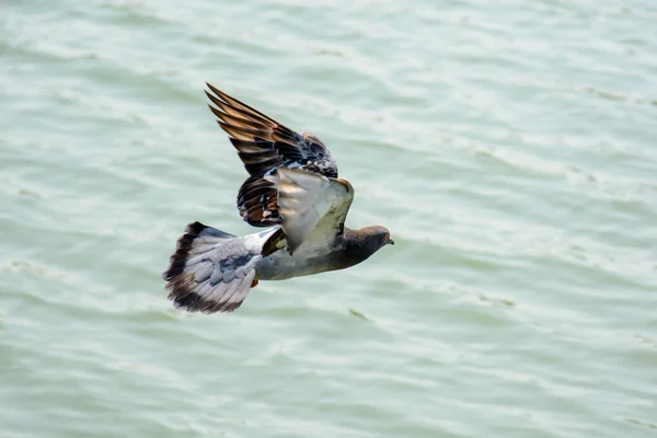 Close Up Dove Flying above Green Lake