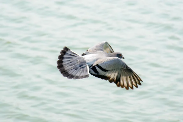 Nahaufnahme Taube fliegt über grünen See — Stockfoto