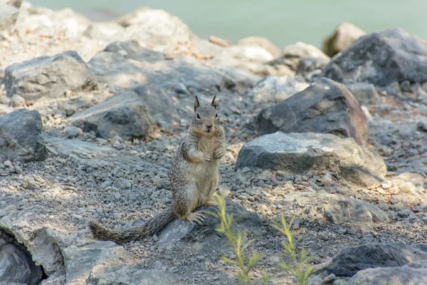 Écureuil mignon jouant dehors la grotte — Photo