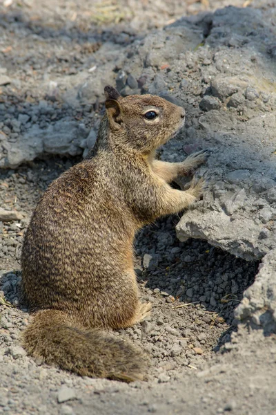 Carino scoiattolo giocare al di fuori grotta — Foto Stock