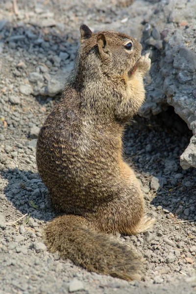 Écureuil mignon jouant dehors la grotte — Photo