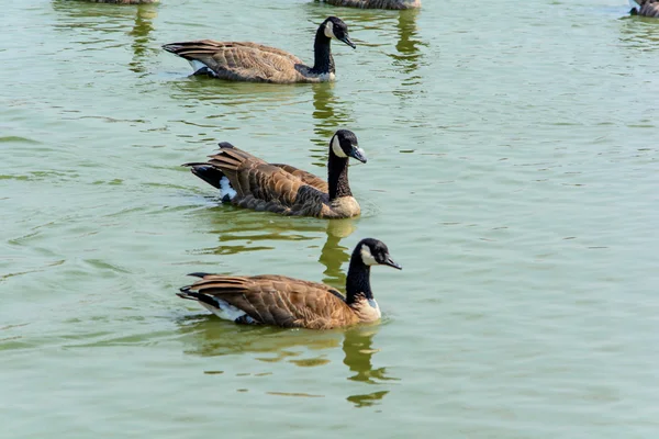 Wildgans aus nächster Nähe im See — Stockfoto