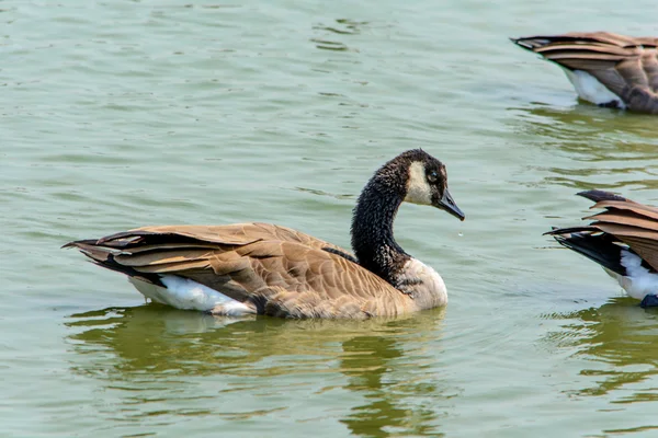 Wildgans aus nächster Nähe im See — Stockfoto