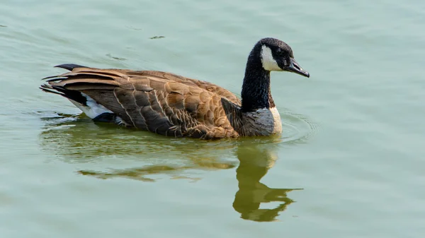 Primer plano ganso salvaje en el lago —  Fotos de Stock