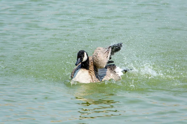 Wildgans aus nächster Nähe im See — Stockfoto