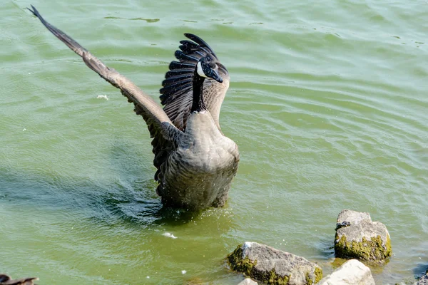 Wildgans aus nächster Nähe im See — Stockfoto