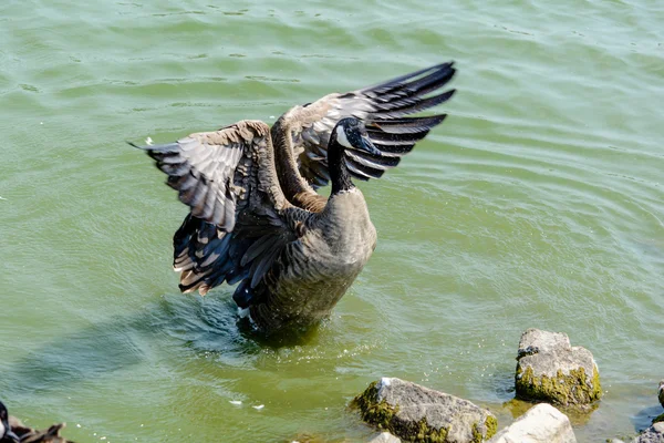 Wildgans aus nächster Nähe im See — Stockfoto