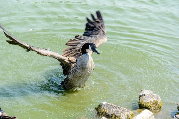 Wildgans aus nächster Nähe im See — Stockfoto