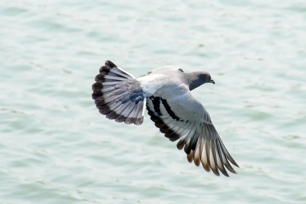Detailní záběr holubice létající nad zelené jezero Royalty Free Stock Obrázky