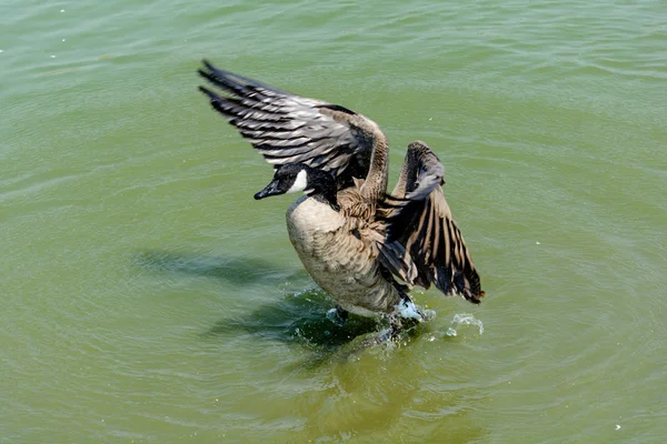 Fechar Ganso Selvagem no Lago — Fotografia de Stock