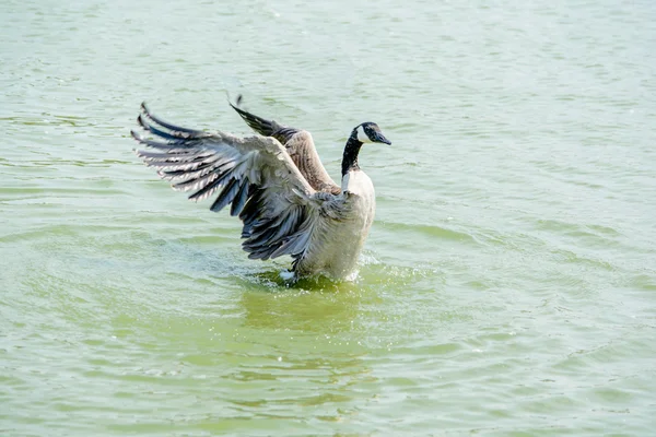 Wildgans aus nächster Nähe im See — Stockfoto