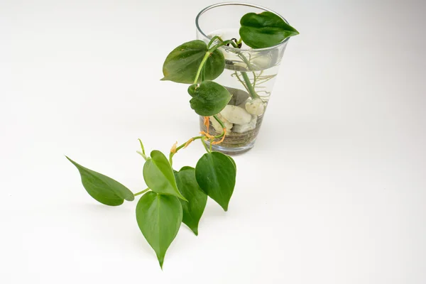 Láhev aureum zelené Potos (rostlina) Stock Snímky