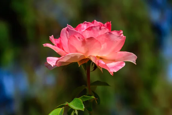 Colorful Rose in full boom — Stock Photo, Image