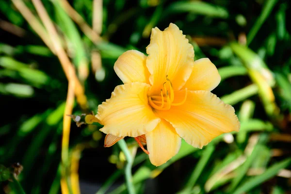 Bunte Blume in voller Blüte — Stockfoto