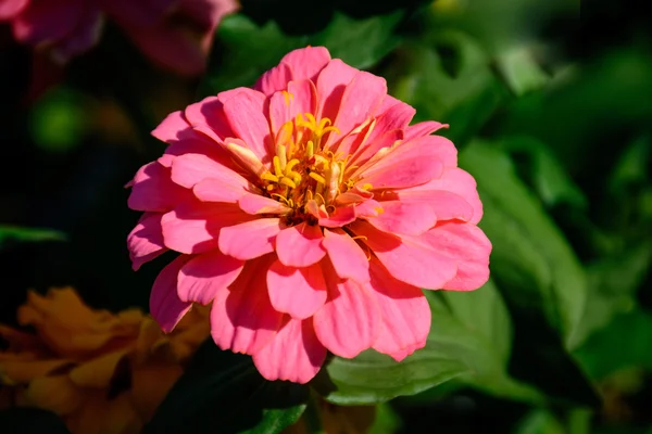 Flor colorida en pleno auge —  Fotos de Stock