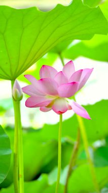 Yazın gölette çiçek açan nilüfer çiçekleri (4K)