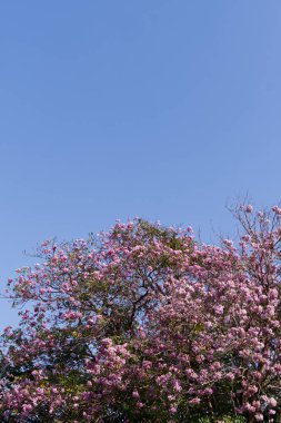 Thai crape myrtle veya Lagerstroemia dikey mavi gökyüzü. Pembe çiçeğin doğa arkaplanı ve kopyalama alanı olan berrak bir gökyüzü. Bitki, çiçek, güzel, büyük ağaç, duvar kağıdı için tropikal kavramlar, baskı.