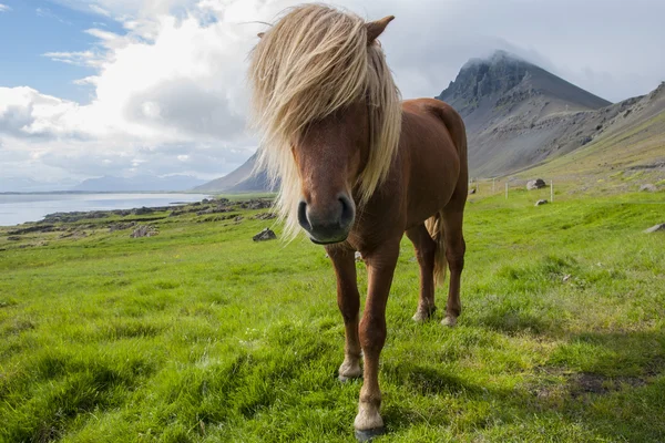 Isländsk ponny betar på ängen nära havet Stockbild