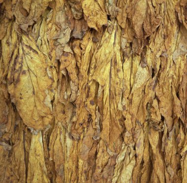 drid tütün, kuru, yapraklar, puro, sigara,