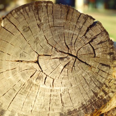 Ağaç halkaları ile ahşap pürüzsüz kesim beyaz arka planda ormandan taze kesilmiş