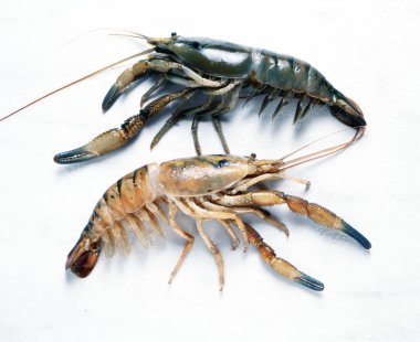 Nehir çiğ karidesleri beyaz arka planda izole edilir. Peru yemekleri.