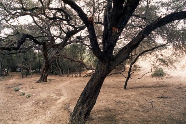 Büyük keçiboynuzu ağaçları Piura Peru çölünün kuru koşullarına direnir.