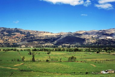 Vadi dağı, cajamarca ineği, hayvan yeşili, Peru, Peru