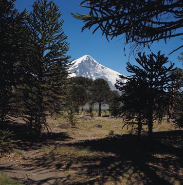 Arka planda kar, Güney Amerika 'da uyuyan bir volkan olan Volkan Lanin' i ve ön planda yerli Araucaria 'yı (maymun bulmacası) kaplıyordu..