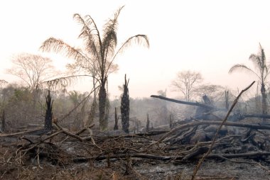 Orman yangını, çimenlerin yanması ve küçük ağaçlar..