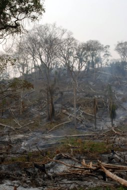Orman yangını, çimenlerin yanması ve küçük ağaçlar..