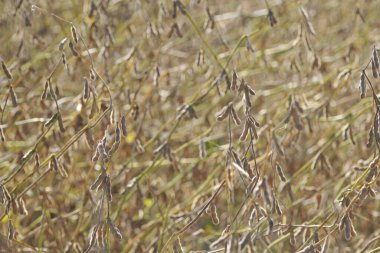 Buenos Aires 'te bir tarlada soya fasulyesi hasadı Arjantin pampa panoramik viux