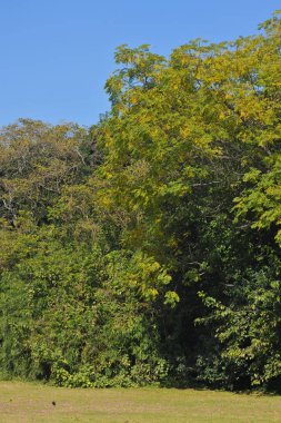 Bolluk, orman, arka plan, yağmur ormanı, ağaç, doğa, ağaç, orman, yeşil, bitki, park, manzara, doğal hayat, gündüz, açık hava,,