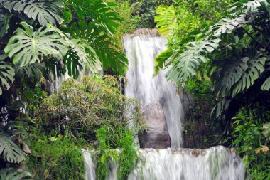 Kaya ve turkuaz mavi göletli tropik orman şelalesi. Amazon 'da Iquitos Peru.