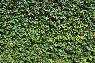 Yeşil yaprak kare çerçeve. Yeşil yaprakların arkaplanı ya da doğal duvarların dokusu.