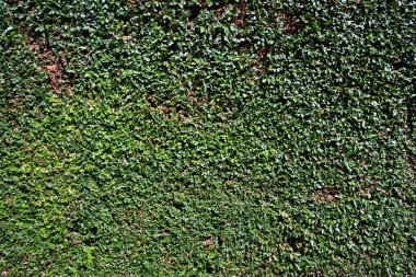 Yeşil yaprak kare çerçeve. Yeşil yaprakların arkaplanı ya da doğal duvarların dokusu