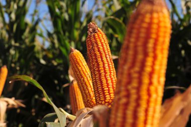 alanında sap üzerinde taze mısır