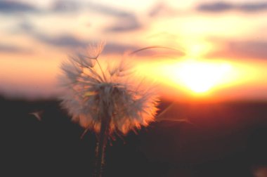 Calliandra hematocephala, gün batımında beyaz çiçek yakın çekim